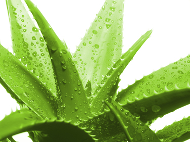 YES! Garden - Organic Lubricant Ingredients - Aloe